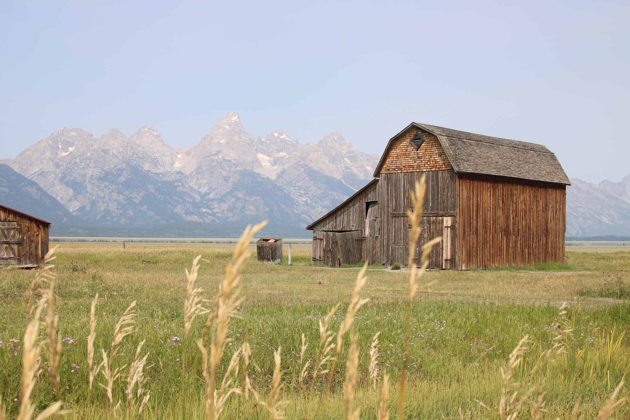 Bard with wheat grass in Mormon Row and Grand Teton Mountains in the background