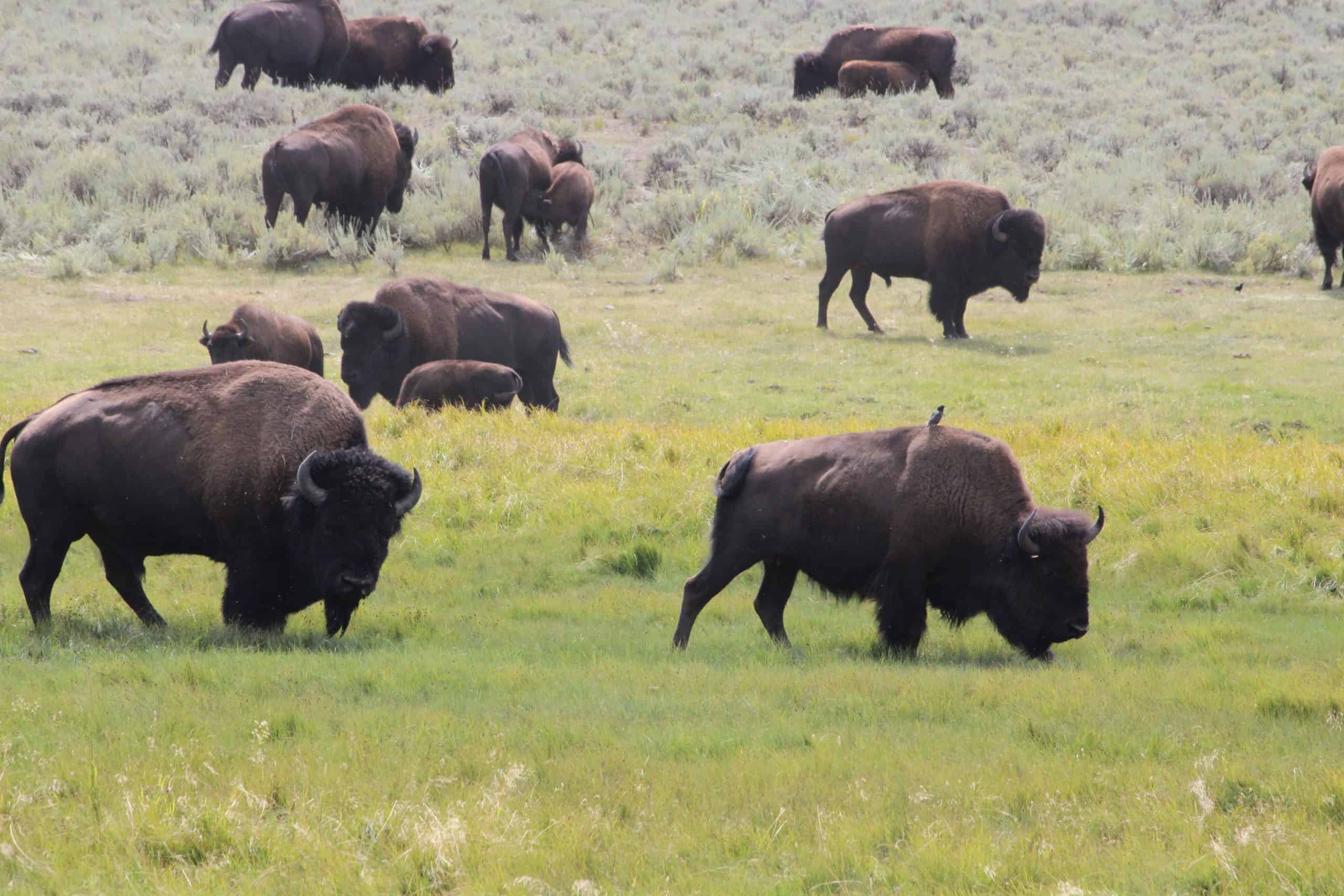 Bison walking through field in Yellowstone National park