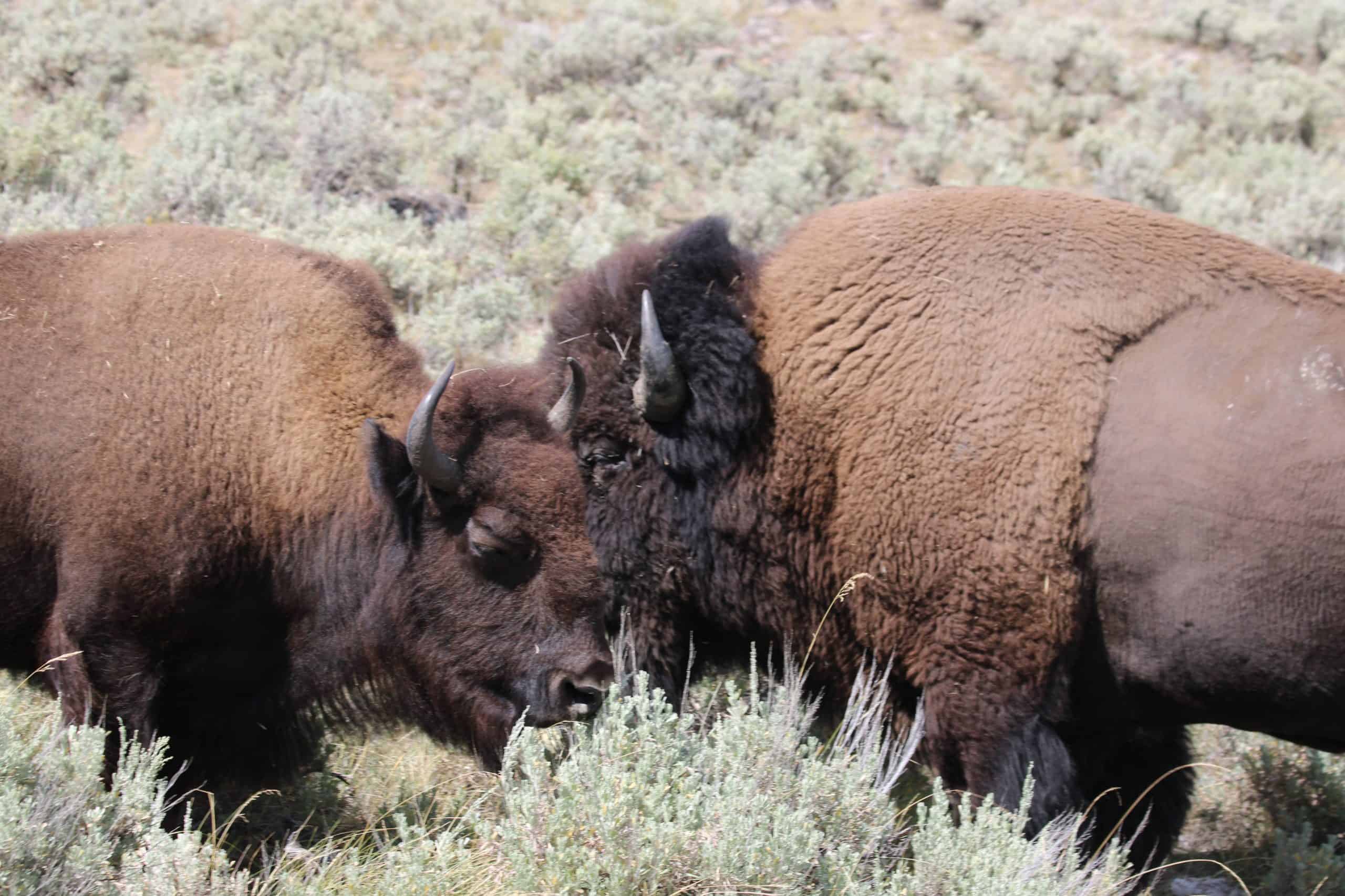 Bison budding heads in Yellowstone National Park