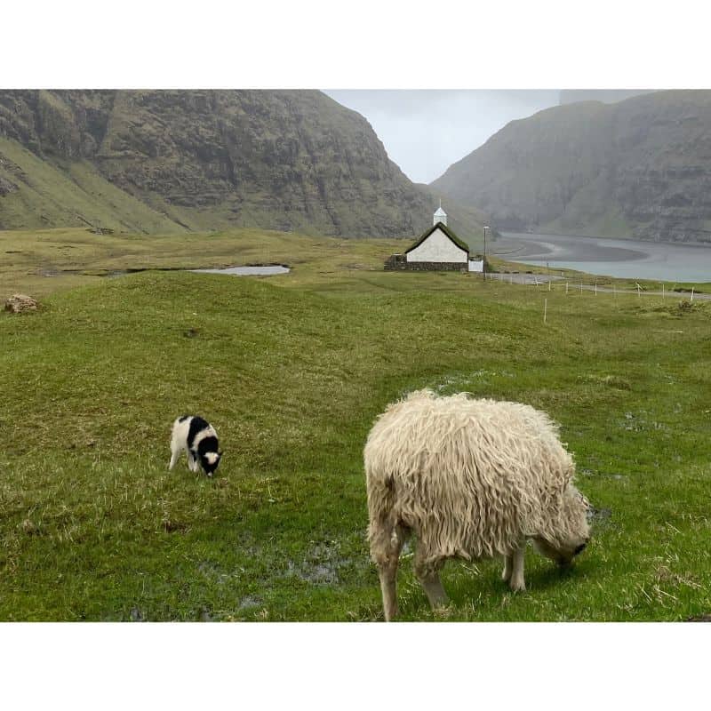 Adult and baby sheep with white church and grass roof in background