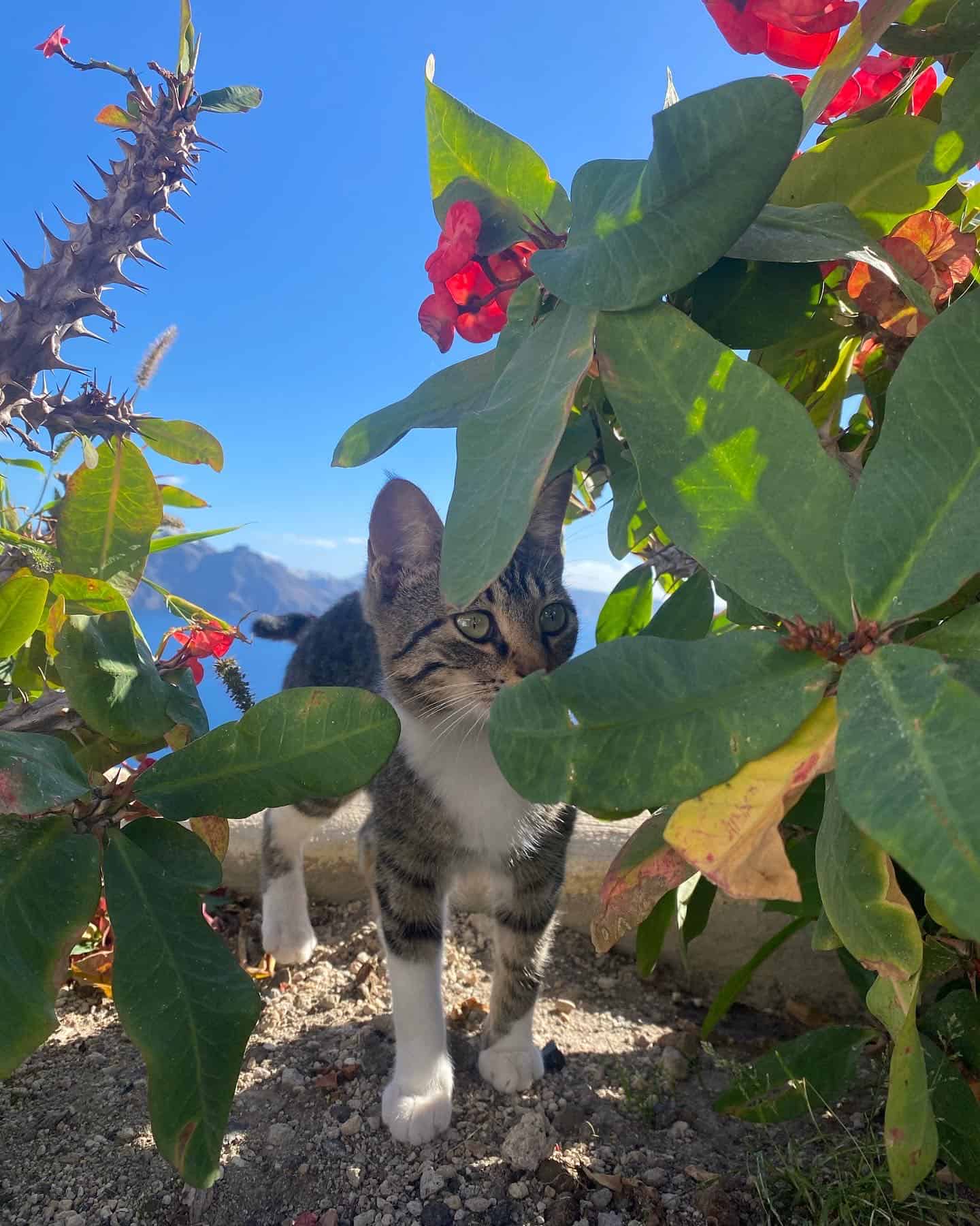 kitten hiding behind green and punk flowers with ocean and island in background 