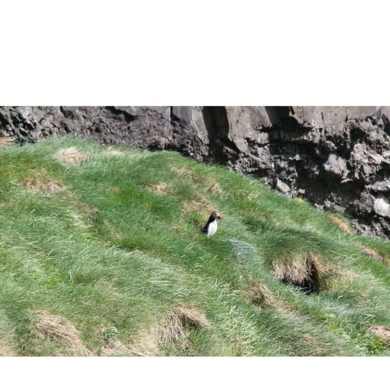 Eysturoy Island grass with puffin standing on side of cliff 