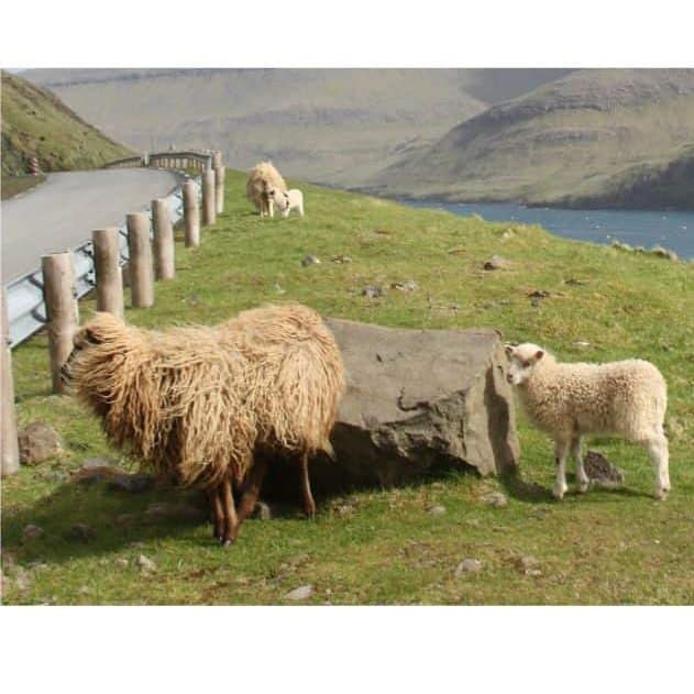 Sheep near rock with cliffs and ocean in the background 