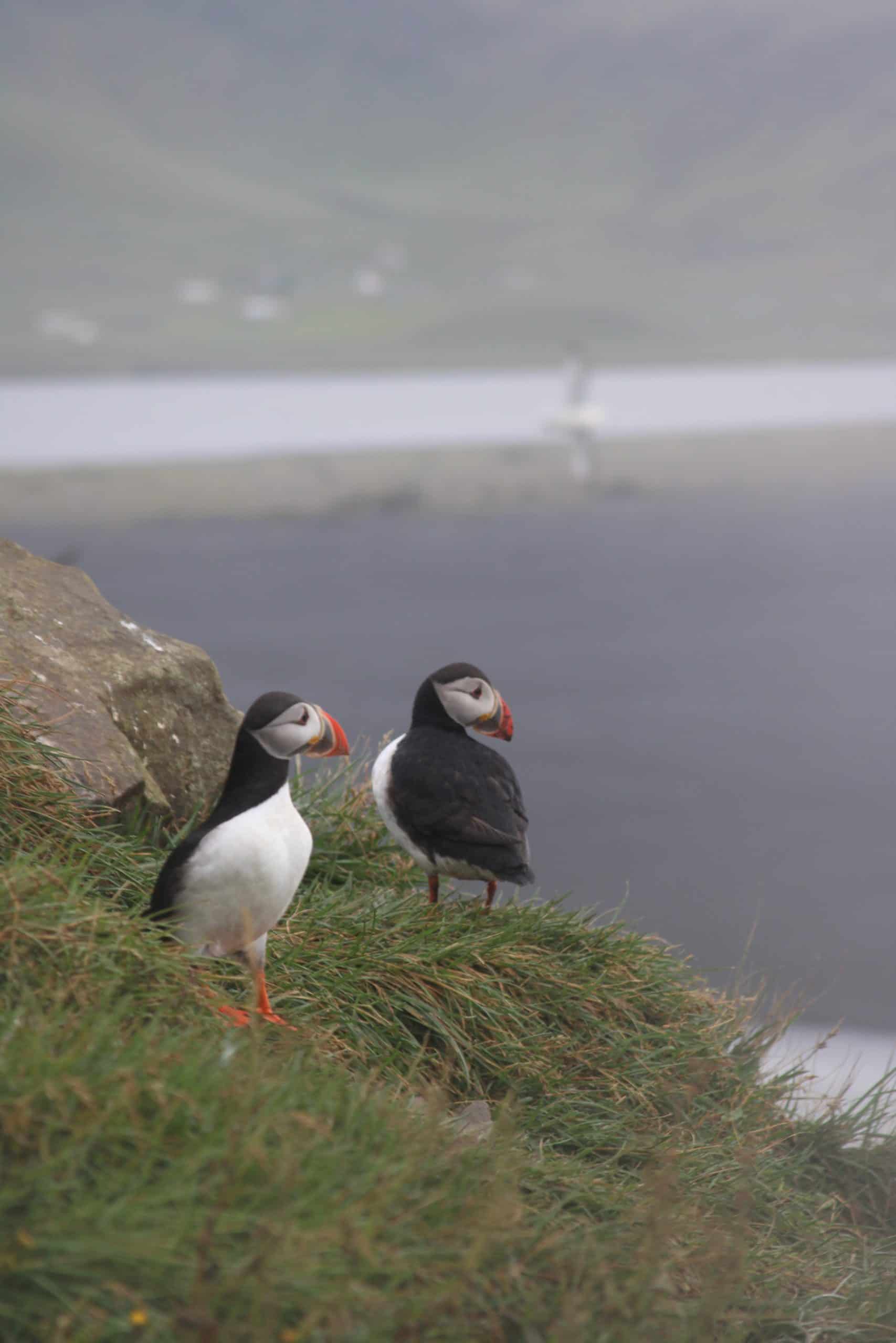 Puffins on a cliff in Iceland