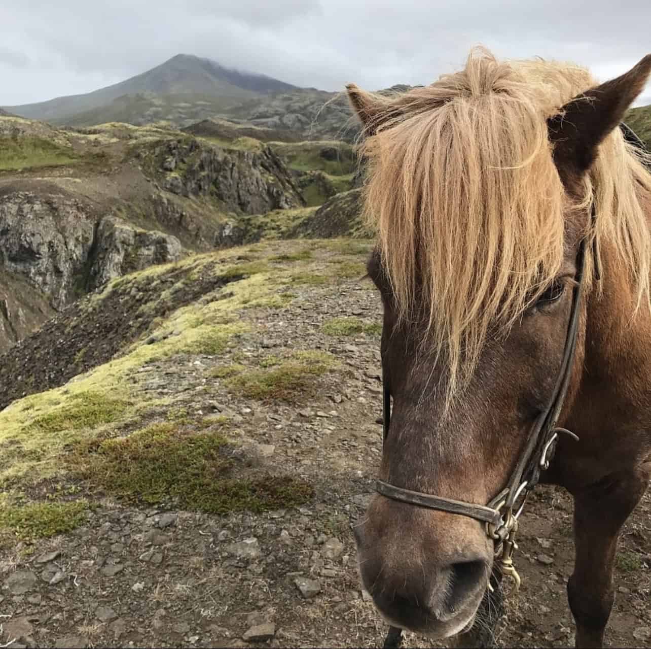 Icelandic horse in the country of Iceland. 