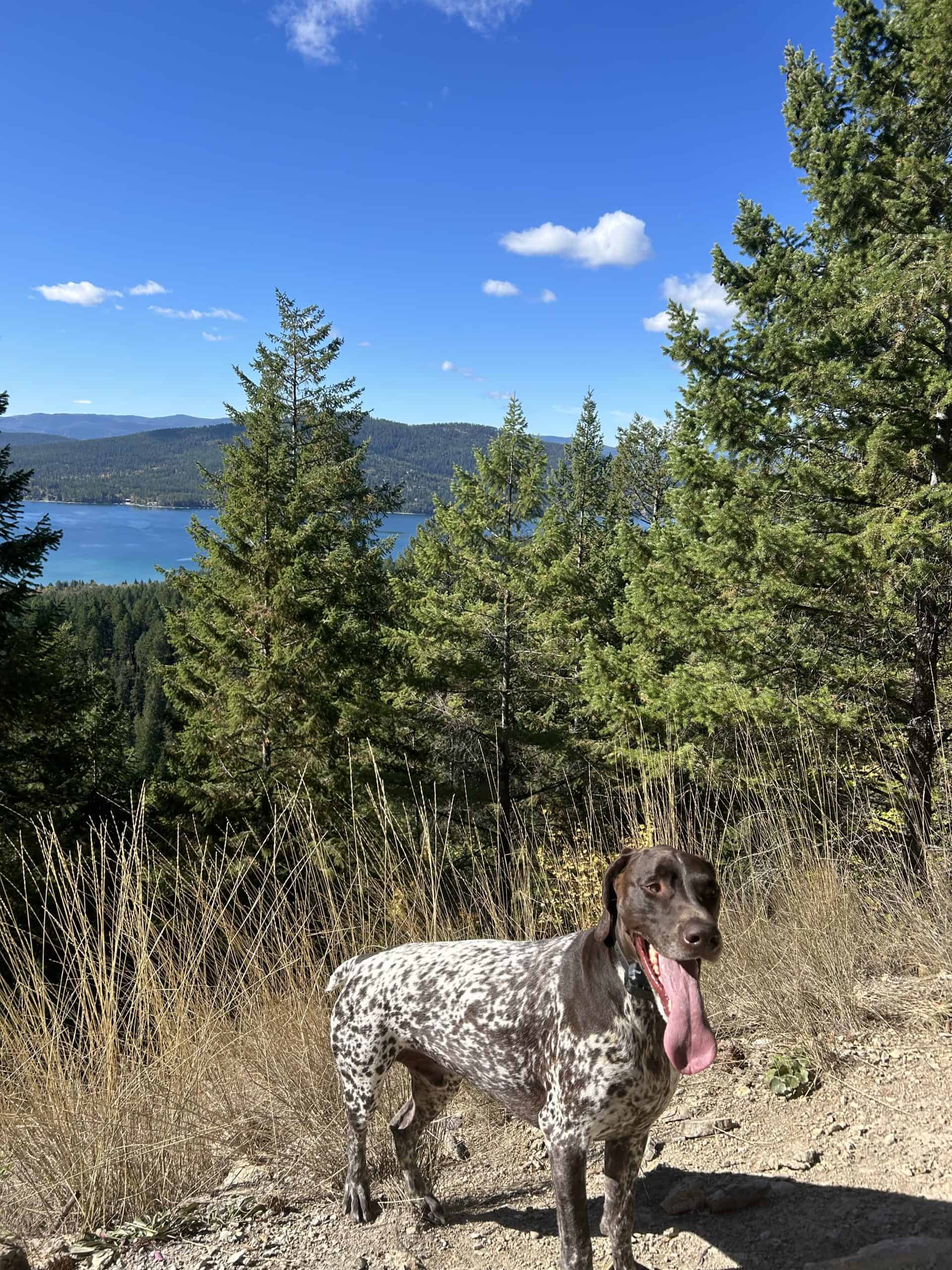 Smitty at Whitefish Lookout.