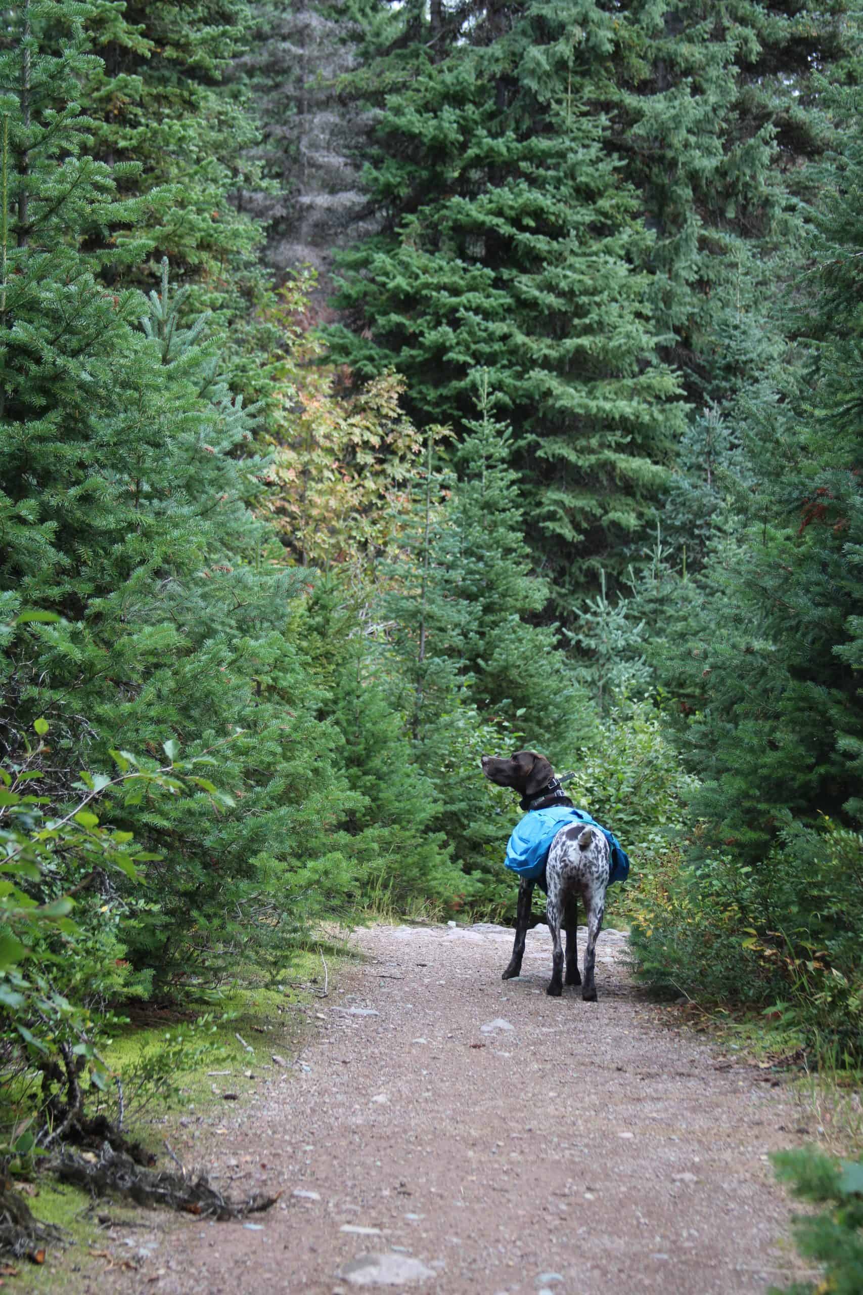 Smitty on Danny On Trail in Montana between pine trees.