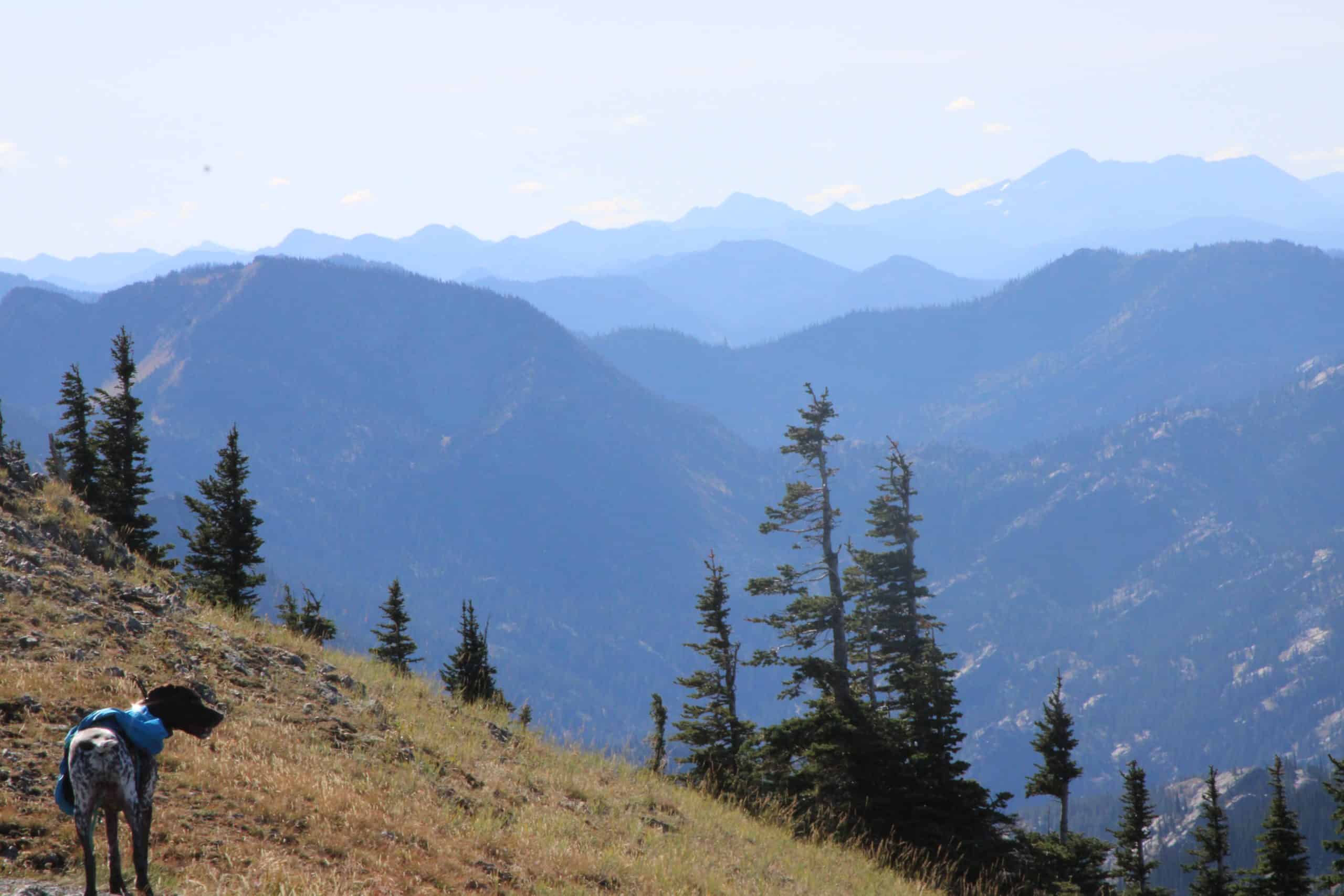 Dog hiking in Jewel Basin, Montana
