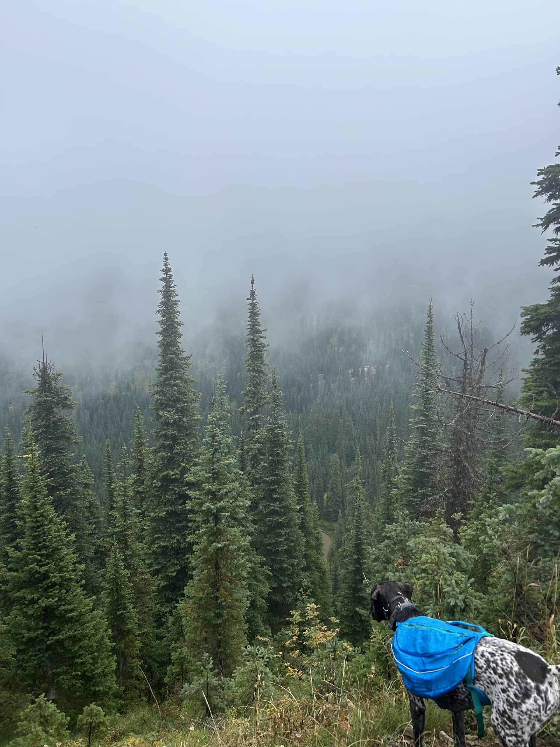 Smitty looking out to the cloudy lookout of Flathead Valley in Montana