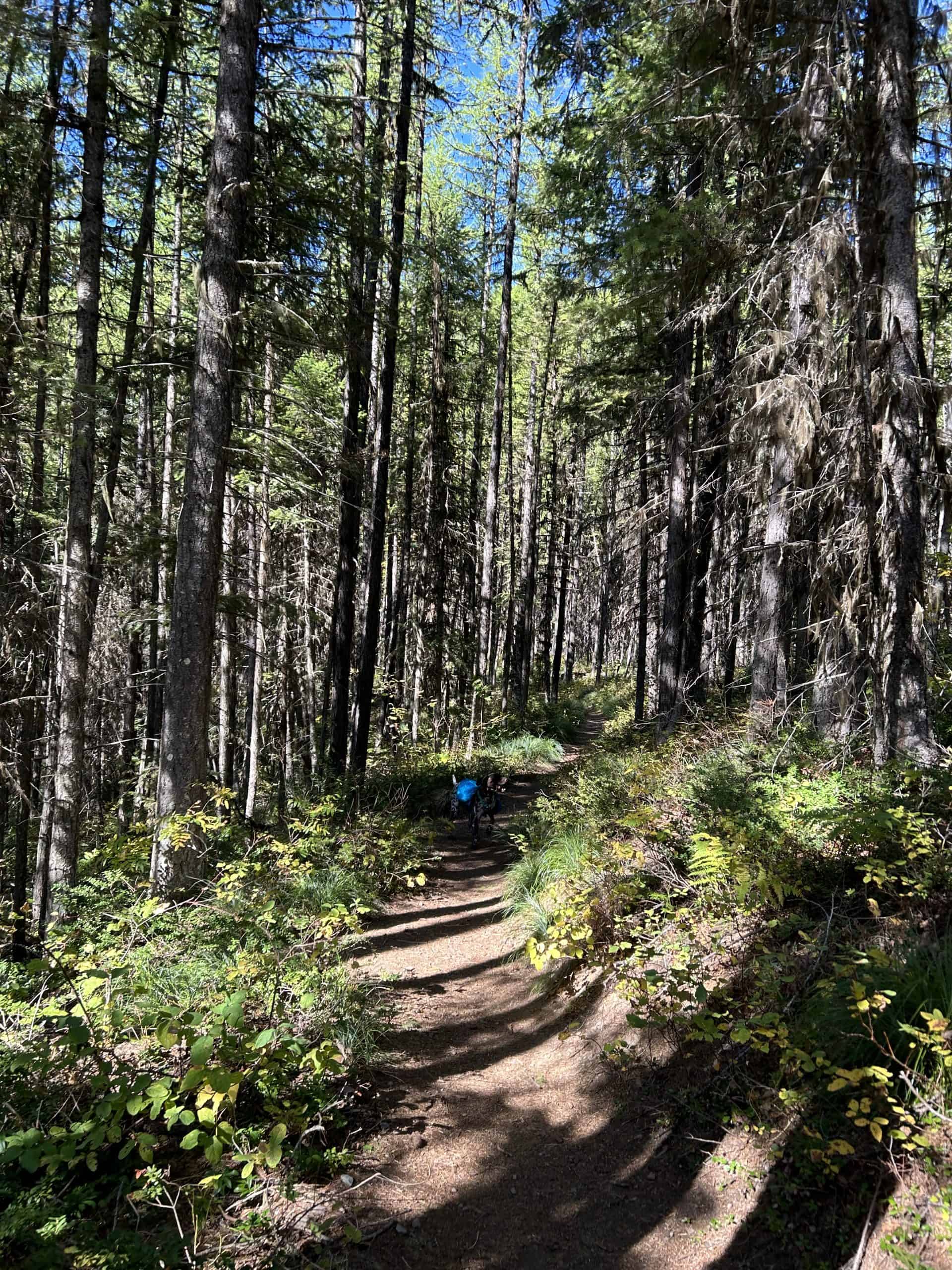 Smitty on they Strawberry Lake Trail on a clear blue sky day with green plants.