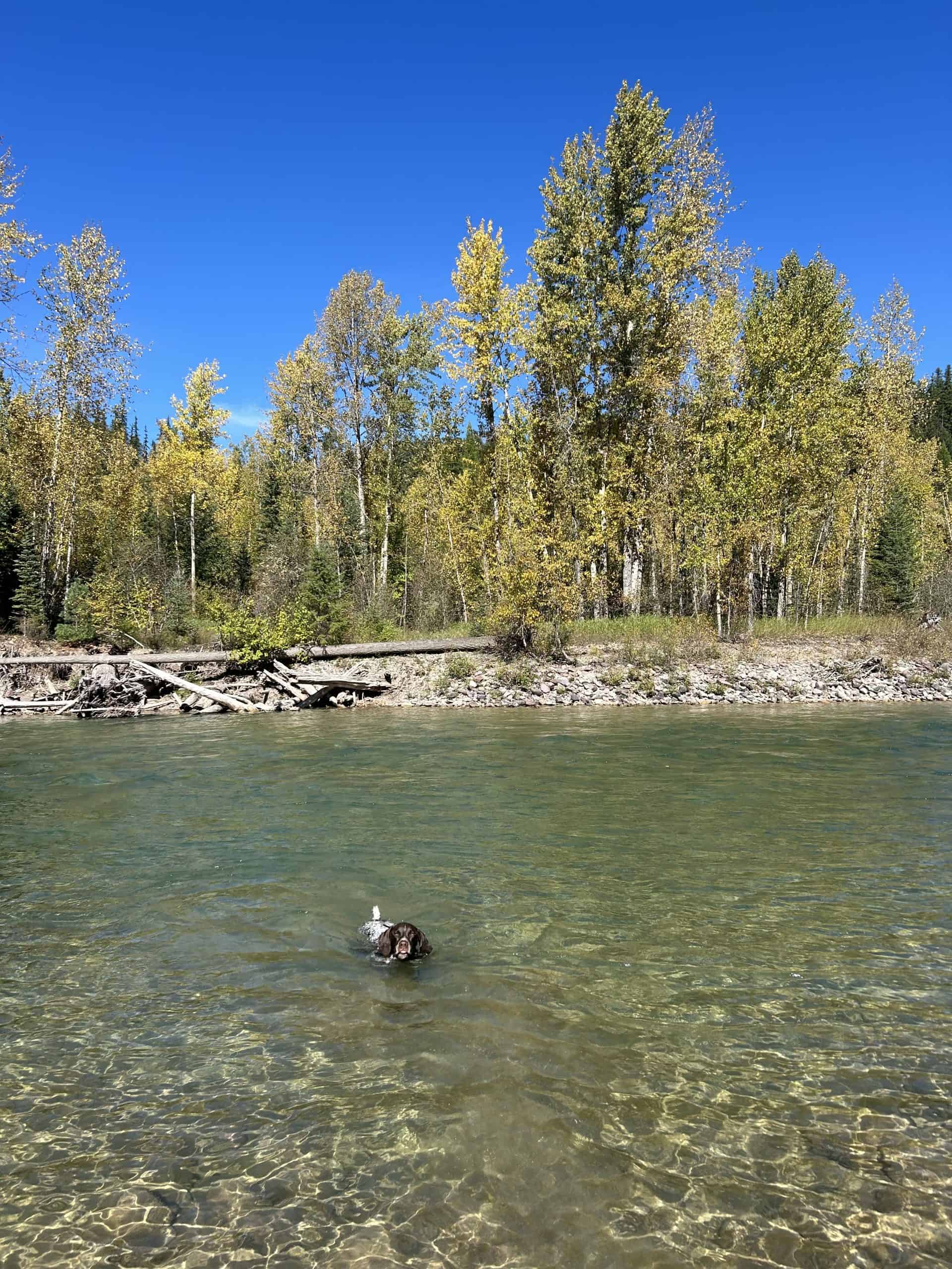 Smitty swimming in Swan River on a clear blue sky day.