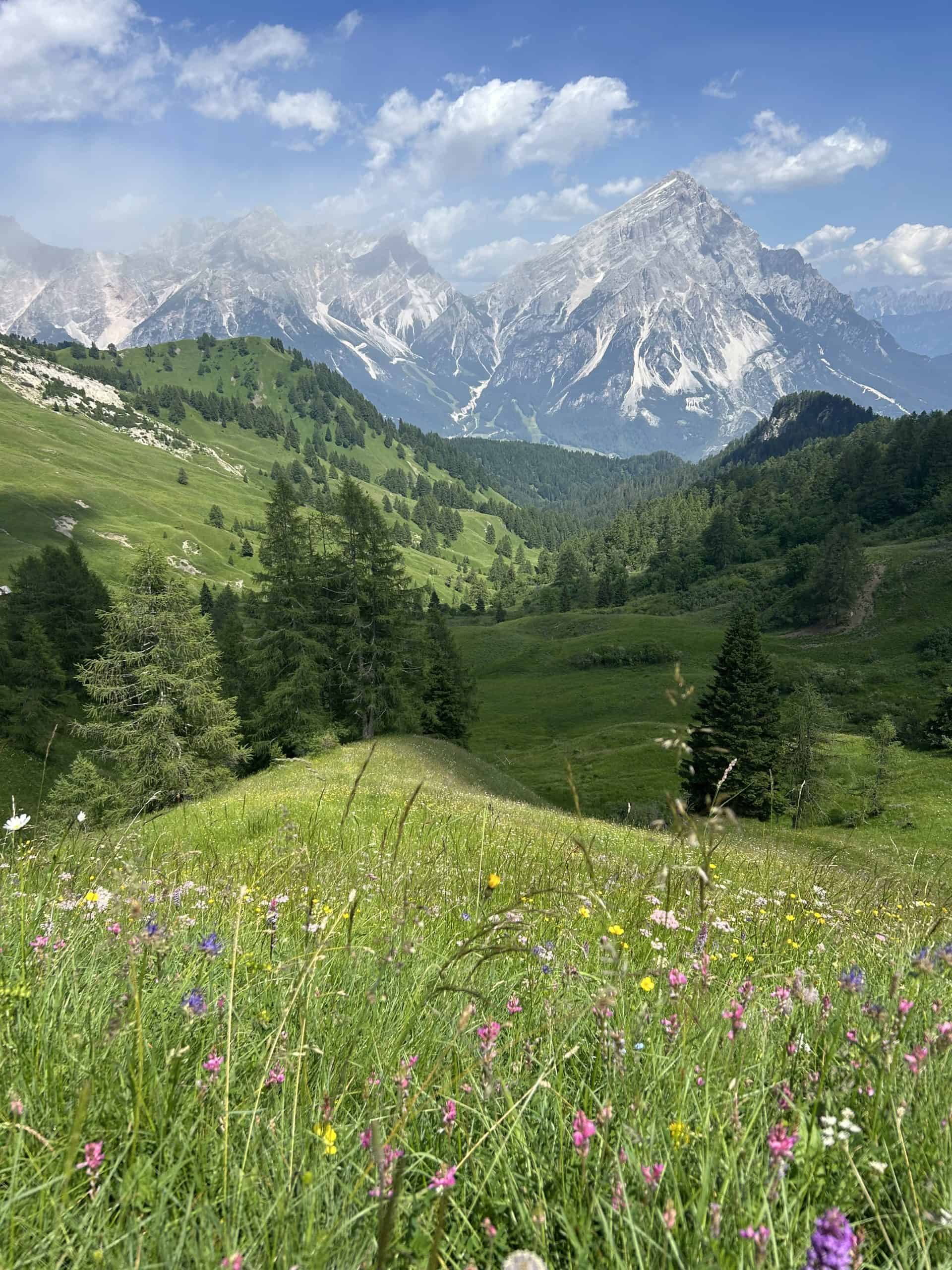 wildflower meadow alta via 1