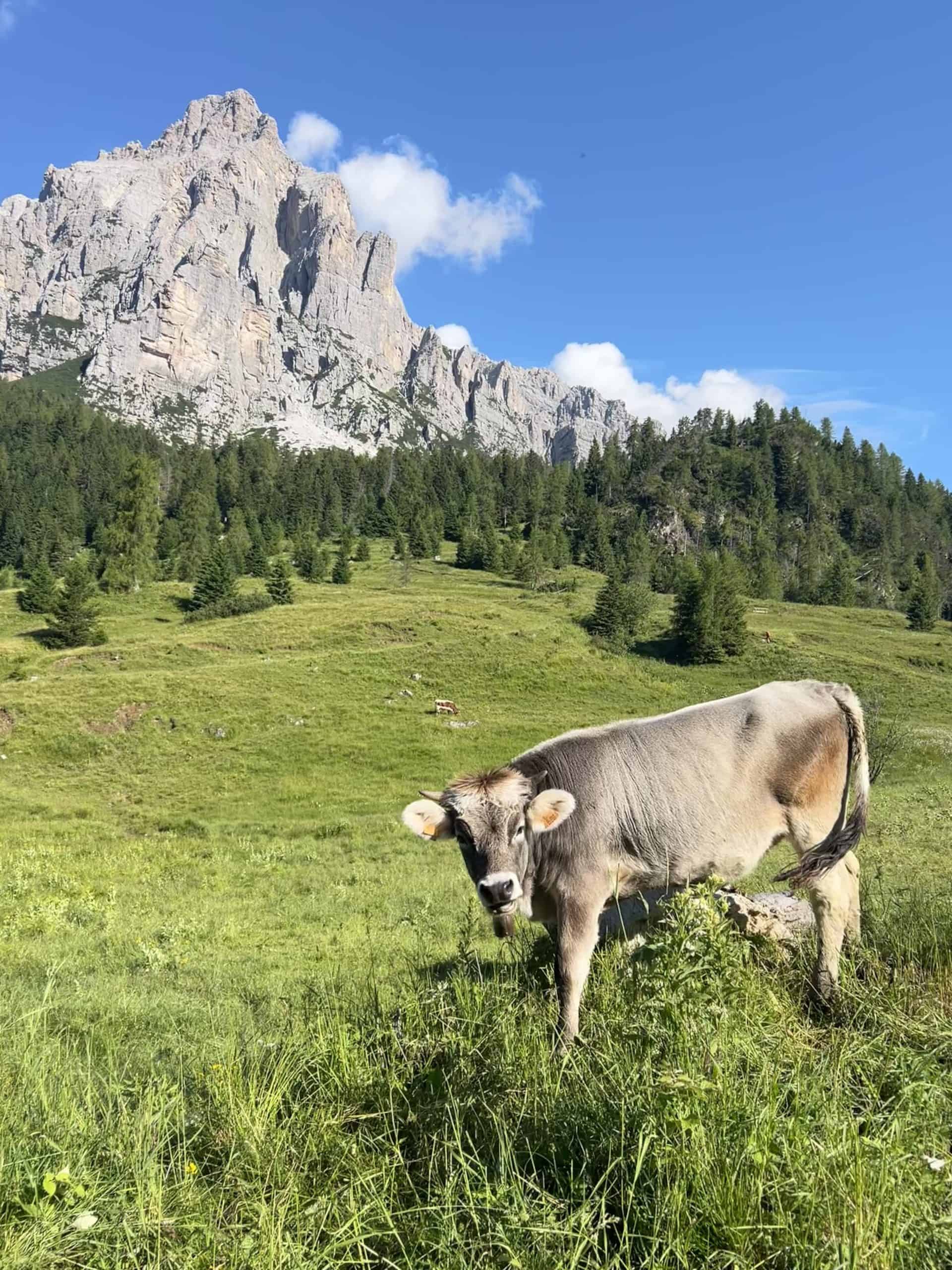 Cow in the Dolomites