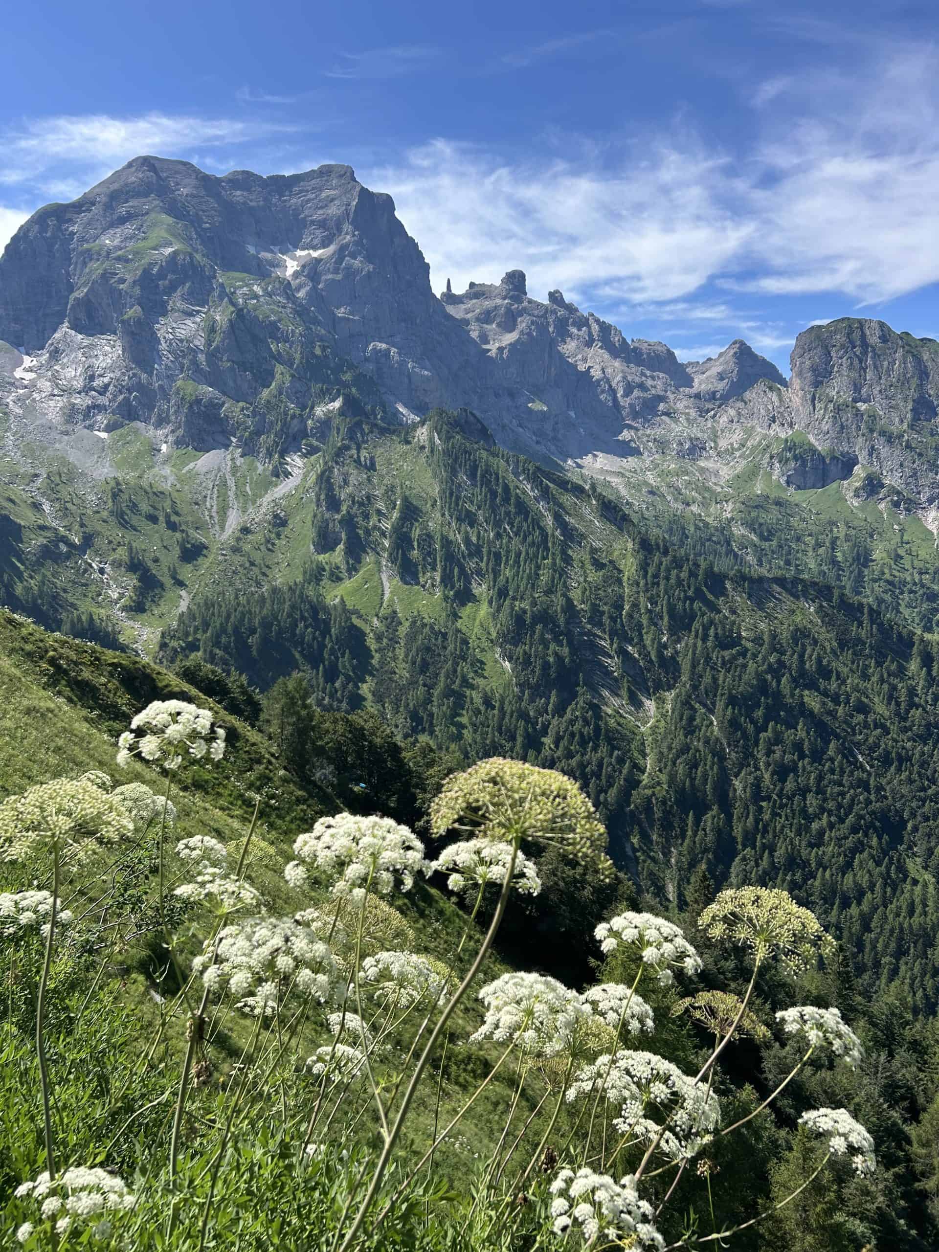Mountains and flowers in Dolomites